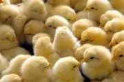 قرار بود تولید تخم مرغ نطفه دار را کاهش دهند 