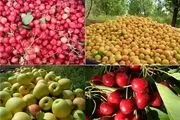 بازار میوه پایتخت در دست ۴ هزار دلال