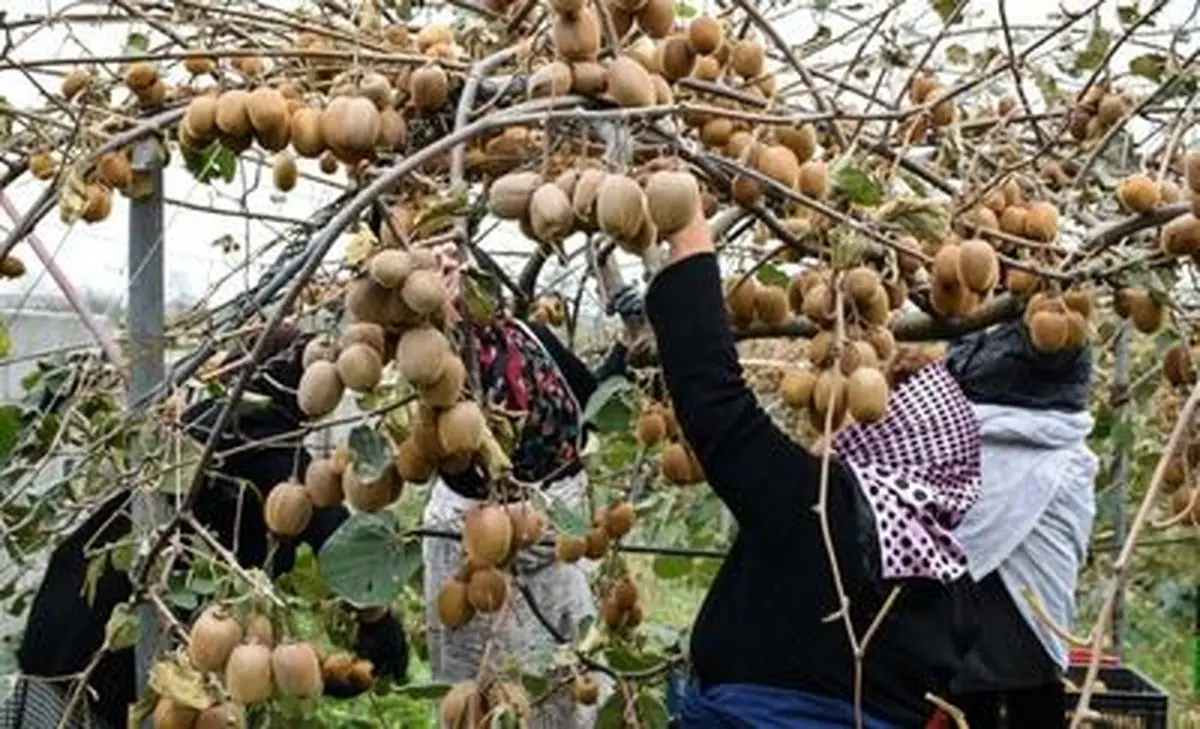 نیازی به واردات میوه نداریم
