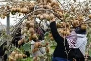 نیازی به واردات میوه نداریم