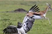  تلاش برای آزادی بچه آهو از چنگال عقاب/ عکس
