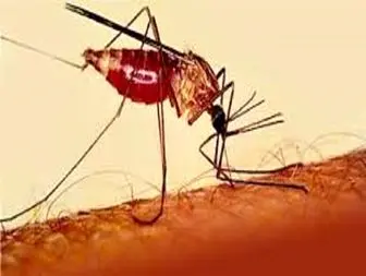 مالاریا، ارمغانی از ورود اتباع بیگانه غیرمجاز به کشور
