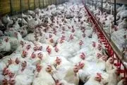 واردات ۳۰ هزار تن مرغ به کشور