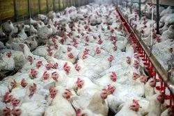 ۷۰درصد مرغ کشور به قیمت ۱۵۵۰۰ فروخته می‌شود