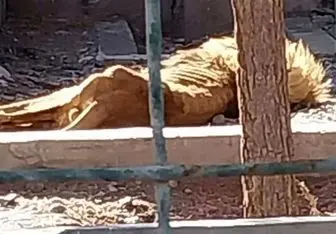 تصویر عجیب از شیر لاغر در باغ وحش مشهد