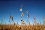سال سخت کشاورزان آمریکایی در بحبوحه ناامنی غذا