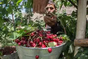 برداشت گیلاس از باغات الموت /گزارش تصویری