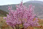 شکوفه‌های بهاری در قره باغ /گزارش تصویری