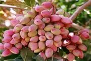 تولید پسته به ۳۹۰ هزار تن می‌رسد
