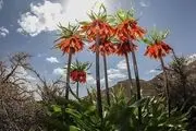 دشت لاله‌های واژگون خوانسار/ گزارش تصویری
