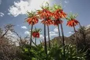 دشت لاله‌های واژگون خوانسار/ گزارش تصویری