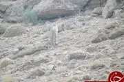 
ثبت تصاویر پلنگ ایرانی در پارک ملی صیدوا +تصاویر
