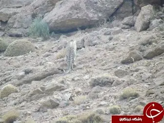 
ثبت تصاویر پلنگ ایرانی در پارک ملی صیدوا +تصاویر
