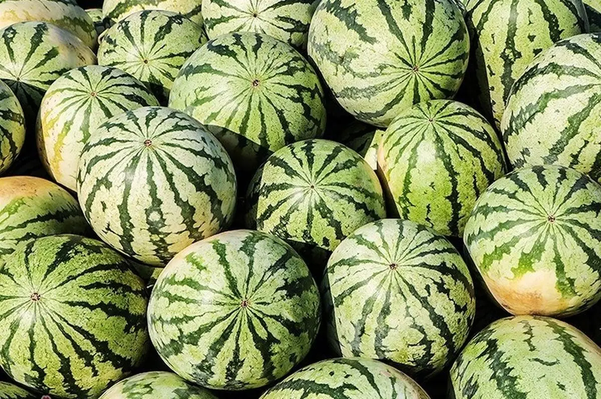 دلیل برگشت خوردن هندوانه های صادراتی ایران به ترکیه اعلام شد