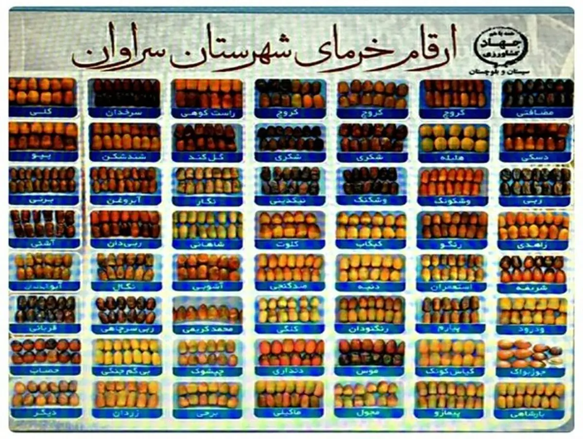وجود ۷۰ رقم خرما در شهرستان سراوان