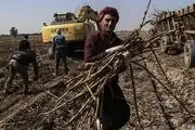  برداشت نیشکر در صومعه سرا‎/ عکس