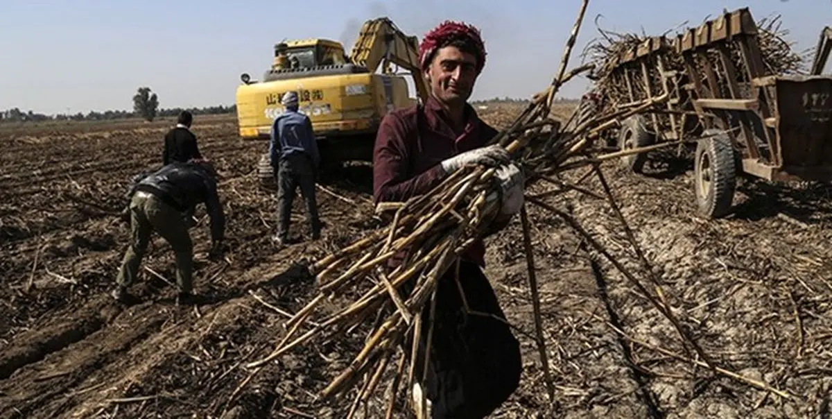 قطب نیشکر ایران زیر آب/ عکس
