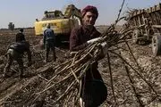قطب نیشکر ایران زیر آب/ عکس