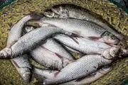 قیمت انواع ماهی در بازار چقدر است؟
