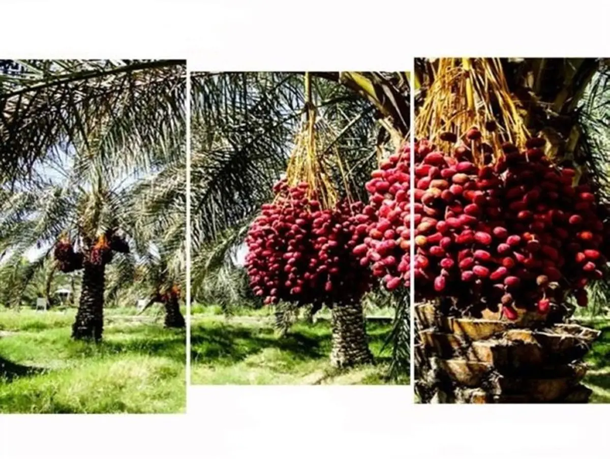 شیرینی خرمای استان در کام دلالان