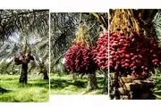 شیرینی خرمای استان در کام دلالان