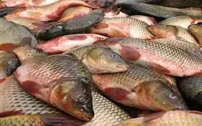 قیمت انواع ماهی ۶ تیر ۱۴۰۳+ جدول 
