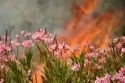 جنگل‌های اندیمشک دوباره طعمه حریق شد