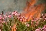 جنگل‌های اندیمشک دوباره طعمه حریق شد