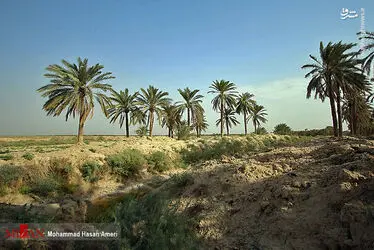 نخل