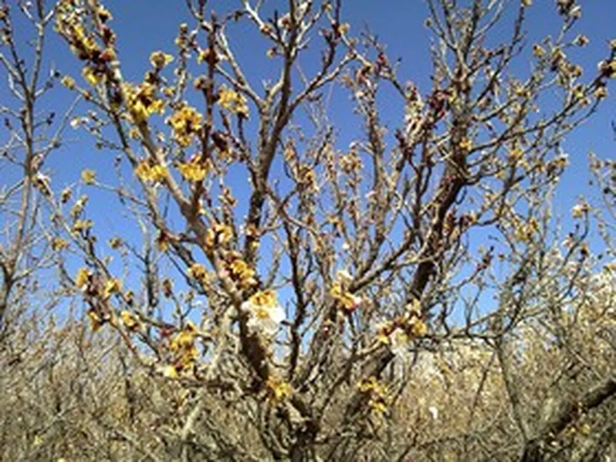 خسارت سه میلیارد ریالی سرمای بهاره به گوجه سبز و زردآلوی ساوه