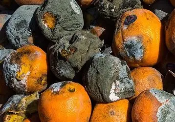 پرتقال