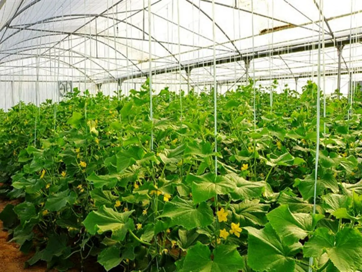 10هکتار گلخانه برای احداث در دستور کار قرار دارد