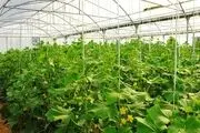 
10هکتار گلخانه برای احداث در دستور کار قرار دارد