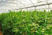 
10هکتار گلخانه برای احداث در دستور کار قرار دارد