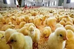بررسی افزایش و پایداری گوشت مرغ در قرارگاه امنیت غذایی
