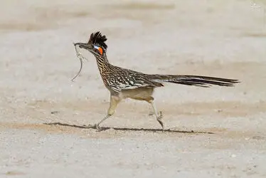 میگ میگ