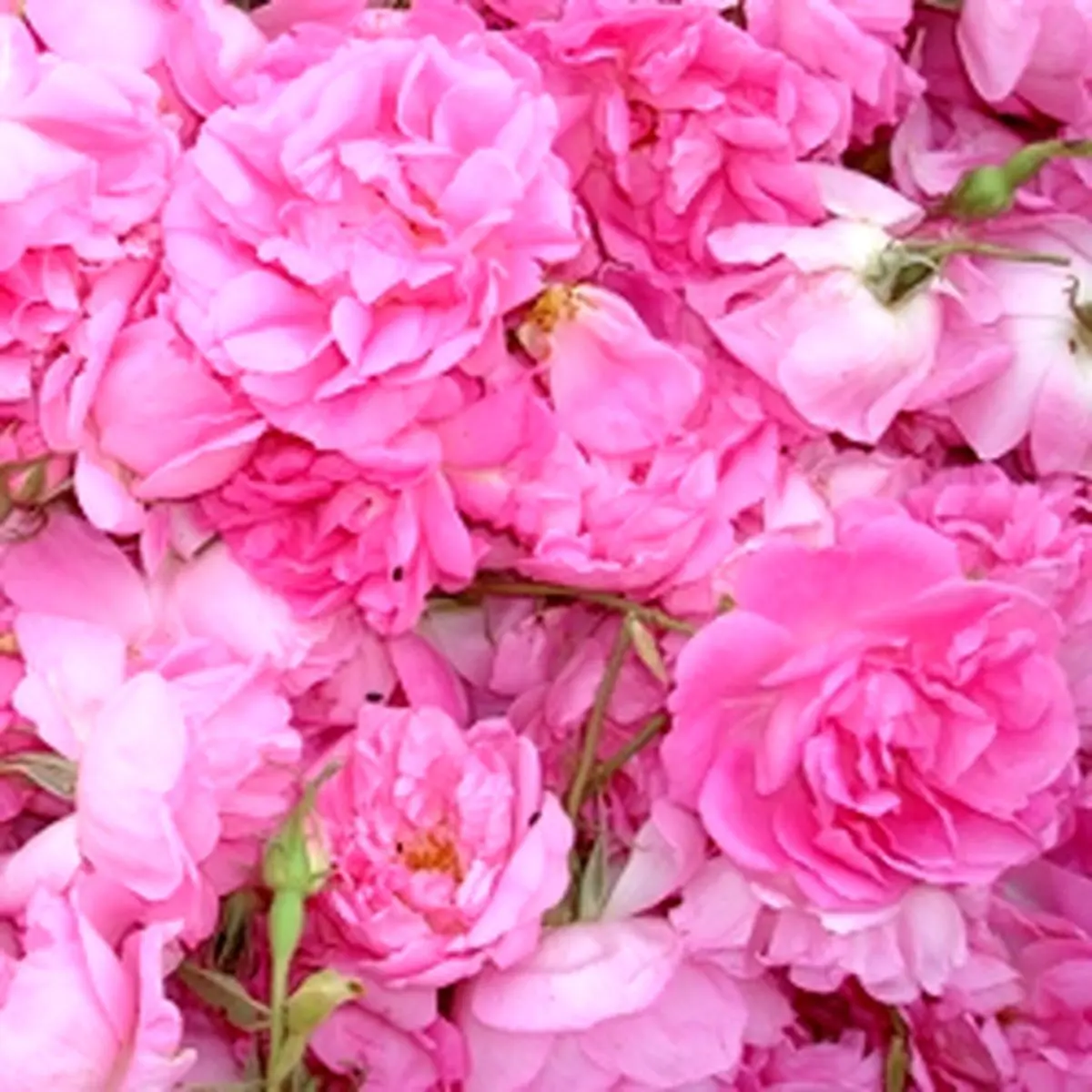 خواص کم نظیر گل محمدی