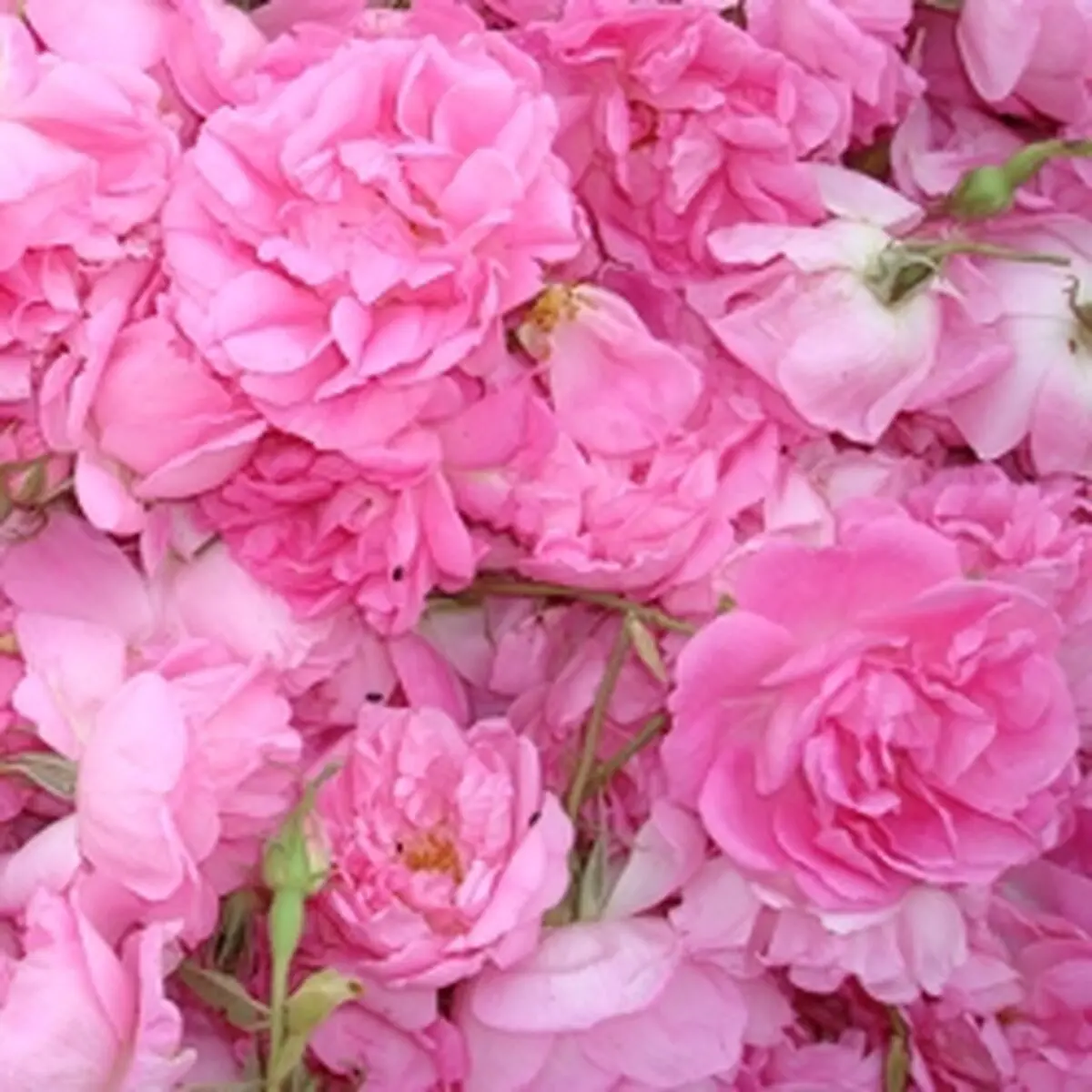 خواص دارویی گل محمدی