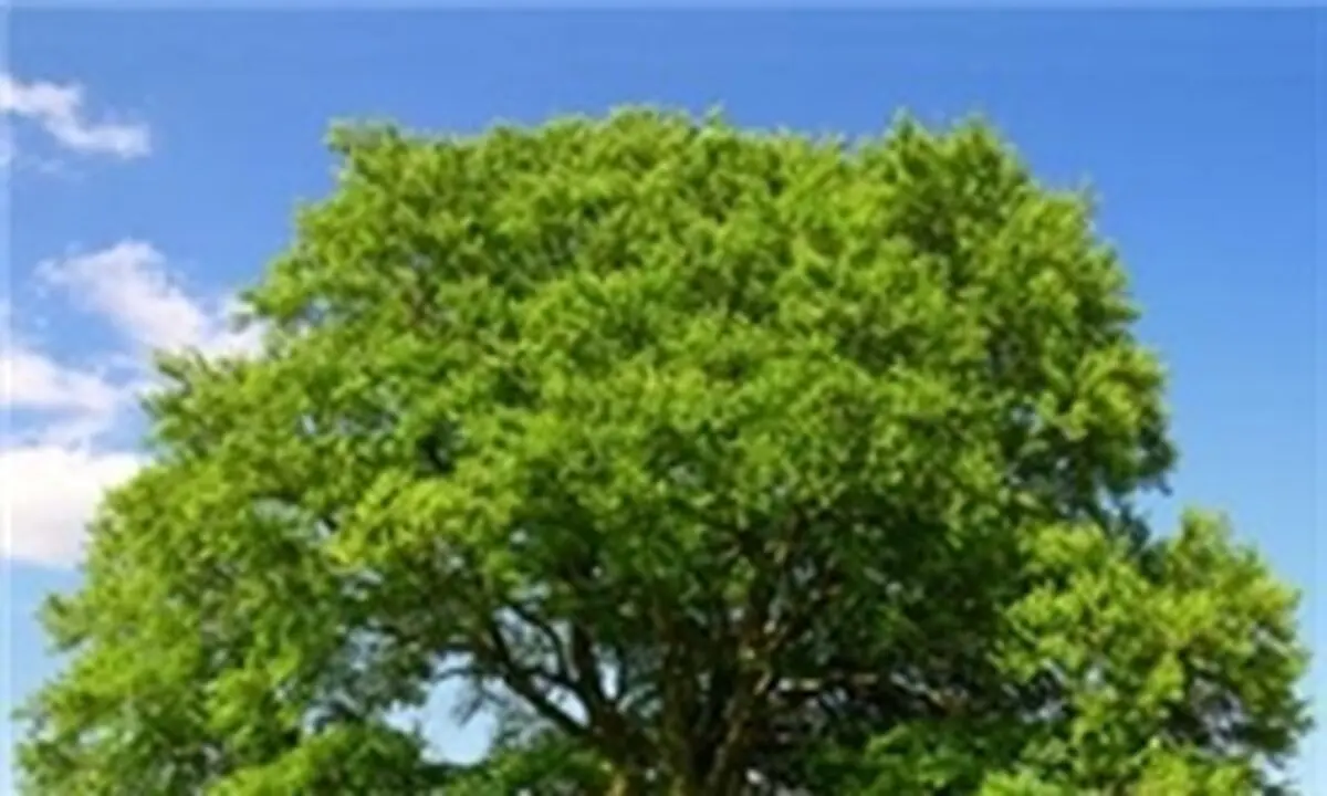 کاشت بیش از 60 هزار درخت در مسیر فرودگاه امام خمینی(ره)