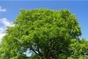شبیه‌ترین گیاه به گیاهان بهشتی؟