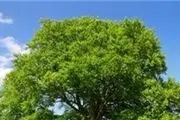مسن ترین درخت انجیر را ببینید