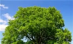 مسن ترین درخت انجیر را ببینید
