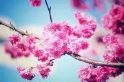 گل ها و شکوفه های بهاری/گزارش تصویری