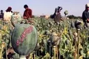 کشت مواد مخدر در افغانستان ممنوع شد