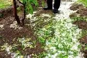 بخش کشاورزی آذربایجان غربی ۱۲۰۰ میلیارد ریال خسارت دید