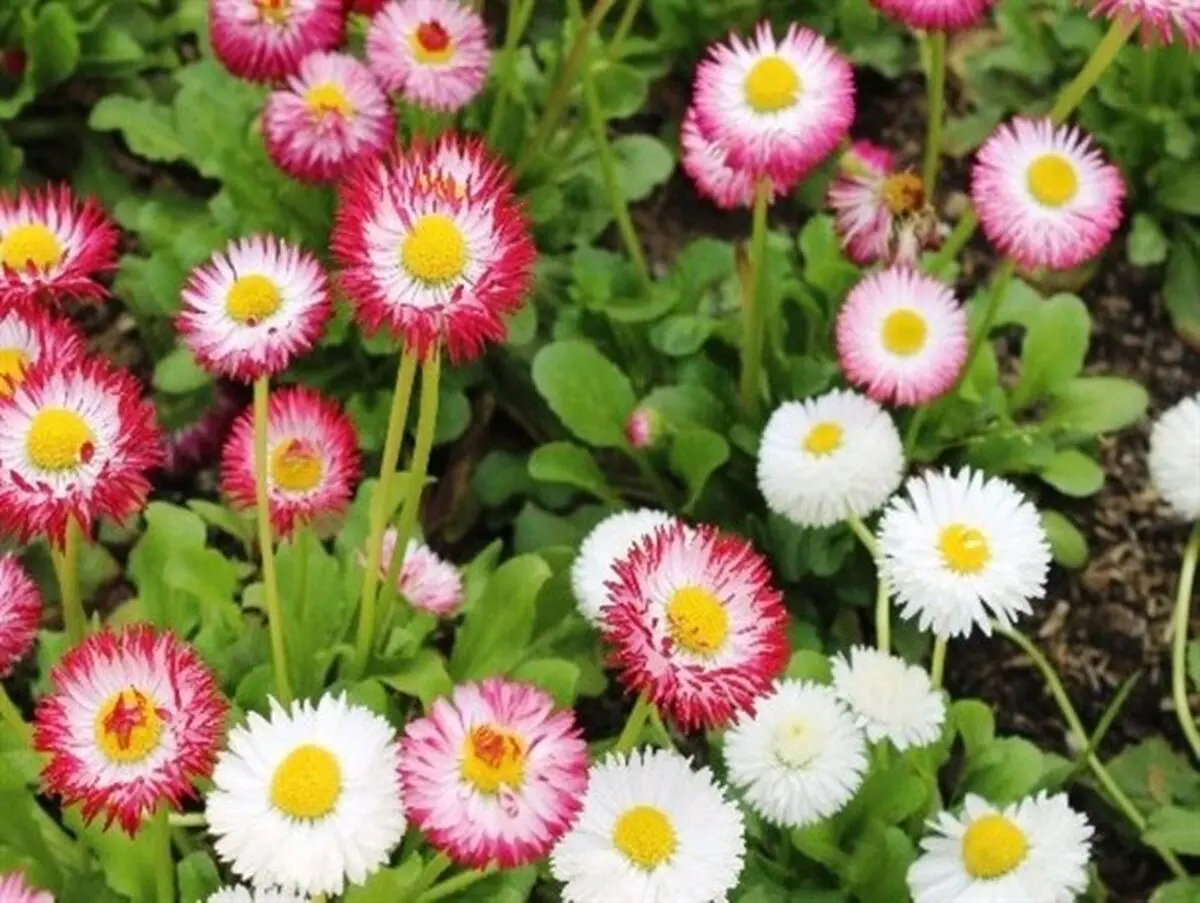 گل‌های بهاری در گلستان طبیعت مازندران+تصاویر