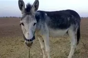 سال ١٣١٥ وقتی الاغ سند داشت!