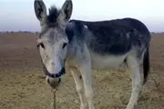 سال ١٣١٥ وقتی الاغ سند داشت!