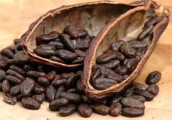 تقلب در استفاده از روغن به جای کره کاکائو