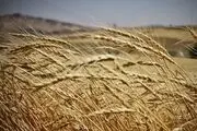  برداشت خوشه‌های طلا در کردستان/ گزارش تصویری